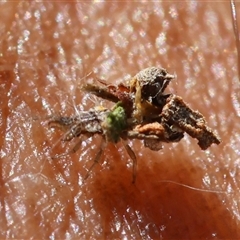 Chrysopidae (family) at Mongarlowe, NSW - suppressed