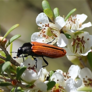 Castiarina erythroptera at Mongarlowe, NSW - suppressed