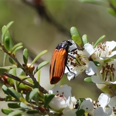 Castiarina erythroptera at Mongarlowe, NSW - suppressed