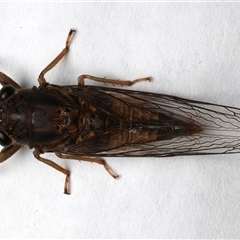 Yoyetta sp. (genus) (Firetail or Ambertail Cicada) at Rosedale, NSW - 27 Dec 2024 by jb2602