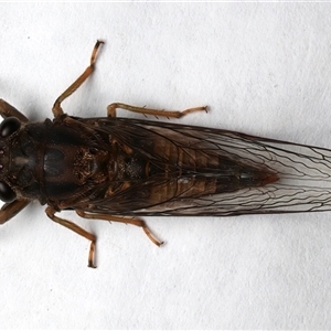 Galanga labeculata at Rosedale, NSW by jb2602