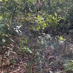 Dipodium variegatum (Blotched Hyacinth Orchid) at Ulladulla, NSW - 26 Dec 2024 by Clarel