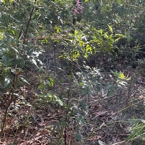 Dipodium variegatum at Ulladulla, NSW - 26 Dec 2024