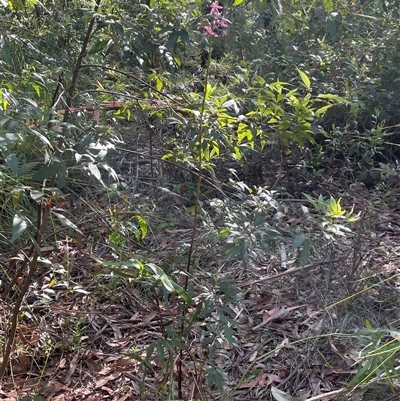 Dipodium variegatum (Blotched Hyacinth Orchid) at Ulladulla, NSW - 26 Dec 2024 by Clarel