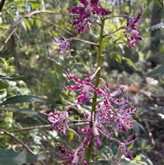 Dipodium variegatum at Ulladulla, NSW - suppressed