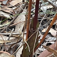 Dipodium variegatum at Ulladulla, NSW - suppressed