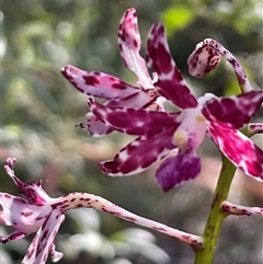 Dipodium variegatum at Ulladulla, NSW - suppressed
