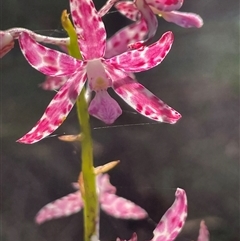 Dipodium variegatum at Ulladulla, NSW - suppressed
