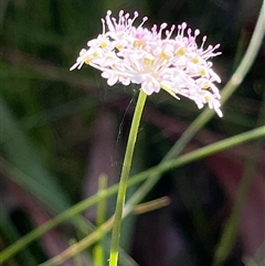 Trachymene incisa (Native Parsnip) at Ulladulla, NSW - 26 Dec 2024 by Clarel