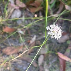 Trachymene incisa at Ulladulla, NSW - 26 Dec 2024