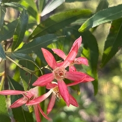 Ceratopetalum gummiferum (New South Wales Christmas-bush, Christmas Bush) at Ulladulla, NSW - 26 Dec 2024 by Clarel