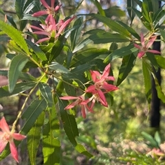 Ceratopetalum gummiferum at Ulladulla, NSW - 26 Dec 2024 05:22 PM