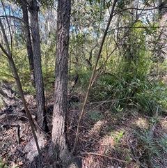 Ceratopetalum gummiferum at Ulladulla, NSW - 26 Dec 2024 05:22 PM
