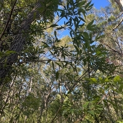 Ceratopetalum gummiferum at Ulladulla, NSW - 26 Dec 2024