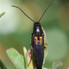 Elateridae (family) (Unidentified click beetle) at Mongarlowe, NSW - 8 Dec 2024 by LisaH