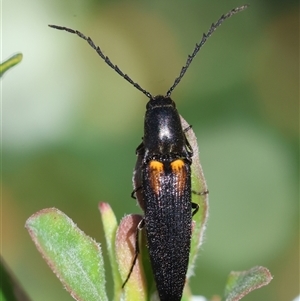 Elateridae sp. (family) at Mongarlowe, NSW - suppressed