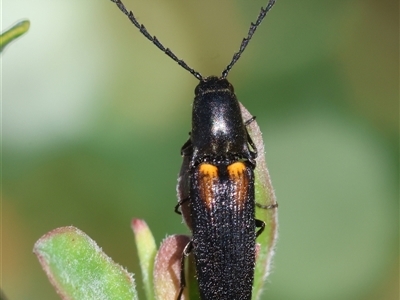 Elateridae (family) (Unidentified click beetle) at Mongarlowe, NSW - 8 Dec 2024 by LisaH