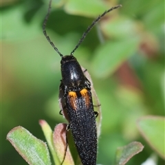 Elateridae sp. (family) at Mongarlowe, NSW - suppressed