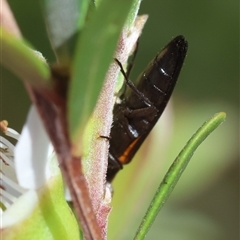 Elateridae (family) at Mongarlowe, NSW - suppressed