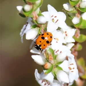 Hippodamia variegata at Mongarlowe, NSW - suppressed