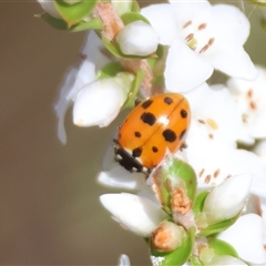 Hippodamia variegata at Mongarlowe, NSW - suppressed