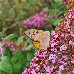 Heteronympha merope (Common Brown Butterfly) at Braidwood, NSW - 26 Dec 2024 by MatthewFrawley