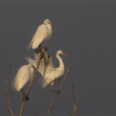 Ardea plumifera (Plumed Egret) at Fyshwick, ACT - 27 Dec 2024 by rawshorty