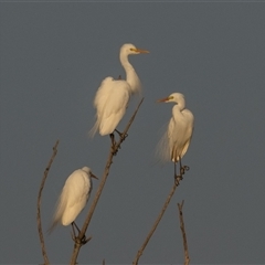 Ardea plumifera at Fyshwick, ACT - 27 Dec 2024