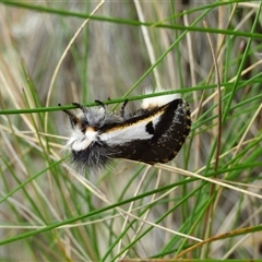 Epicoma melanospila (Black Spot Moth) at Mount Stuart, TAS - 26 Dec 2024 by VanessaC