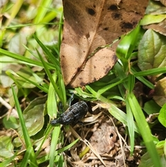 Unidentified Beetle (Coleoptera) at Undefined - 27 Dec 2024 by sagaunt