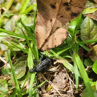 Chrysolopus spectabilis at Undefined - 27 Dec 2024 by sagaunt