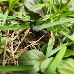 Chrysolopus spectabilis at Dignams Creek, NSW - 27 Dec 2024 12:30 PM