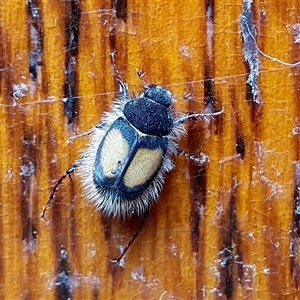 Liparetrus discipennis at Yass River, NSW - 27 Dec 2024 12:17 PM