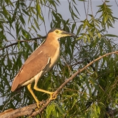 Nycticorax caledonicus (Nankeen Night-Heron) at Fyshwick, ACT - 27 Dec 2024 by rawshorty