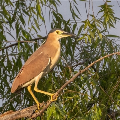 Nycticorax caledonicus (Nankeen Night-Heron) at Fyshwick, ACT - 27 Dec 2024 by rawshorty