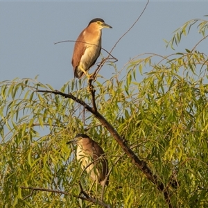 Nycticorax caledonicus at Fyshwick, ACT - 27 Dec 2024 05:41 AM