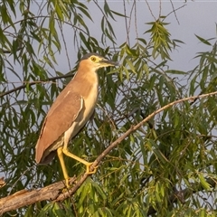 Nycticorax caledonicus at Fyshwick, ACT - 27 Dec 2024 05:41 AM