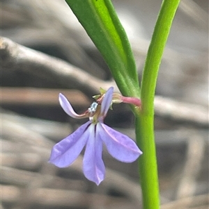 Lobelia anceps at Ulladulla, NSW - 27 Dec 2024 08:27 AM