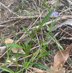 Lobelia anceps at Ulladulla, NSW - 27 Dec 2024