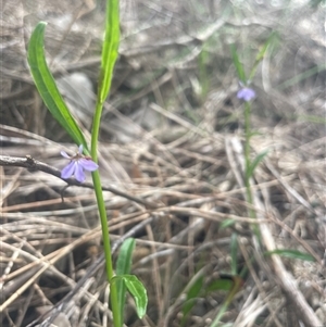 Lobelia anceps at Ulladulla, NSW - 27 Dec 2024