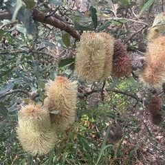 Banksia serrata (Saw Banksia) at Ulladulla, NSW - 26 Dec 2024 by Clarel