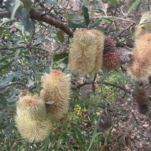 Banksia serrata at Ulladulla, NSW - 27 Dec 2024