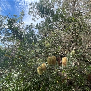 Banksia serrata at Ulladulla, NSW - 27 Dec 2024