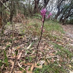 Dipodium roseum (Rosy Hyacinth Orchid) at Ulladulla, NSW - 27 Dec 2024 by Clarel