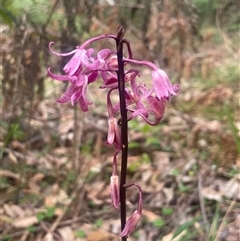 Dipodium roseum at Ulladulla, NSW - 27 Dec 2024