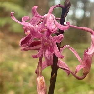 Dipodium roseum at Ulladulla, NSW - suppressed