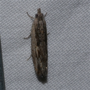 Bactra venosana at Freshwater Creek, VIC - suppressed