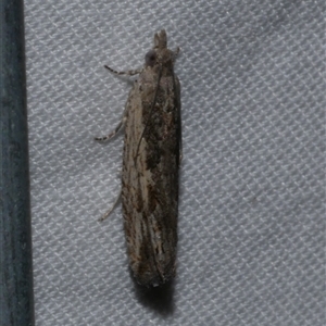 Bactra venosana at Freshwater Creek, VIC - suppressed
