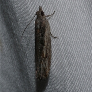 Bactra venosana at Freshwater Creek, VIC - suppressed