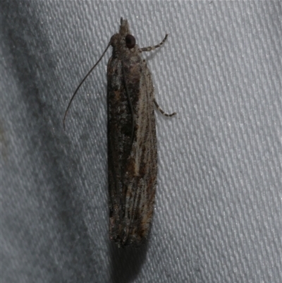 Bactra venosana (Nutgrass Borer (Olethreutinae)) at Freshwater Creek, VIC - 15 Apr 2020 by WendyEM